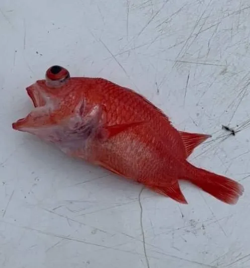 Cardinal Soldierfish (Plectrypops retrospinis)