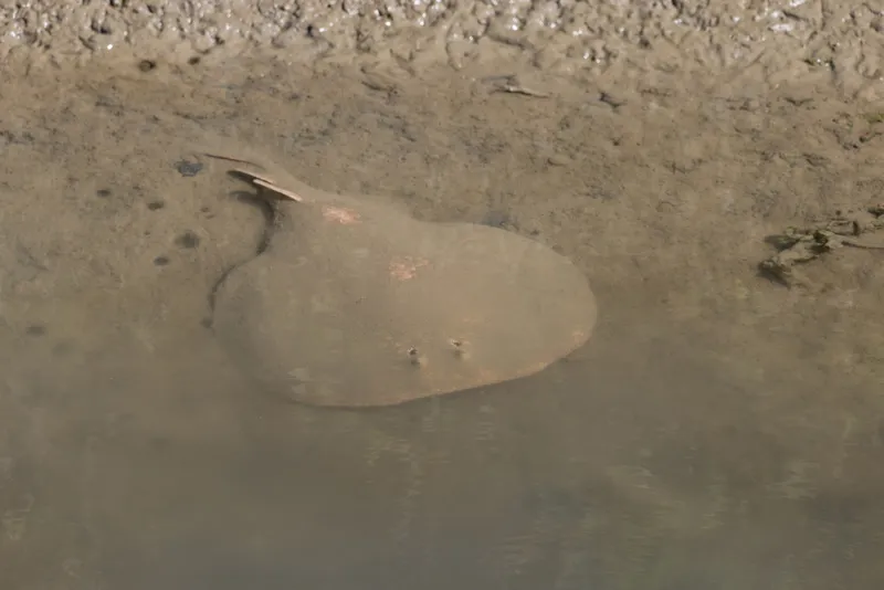 Marbled Electric Ray (Torpedo marmorata)