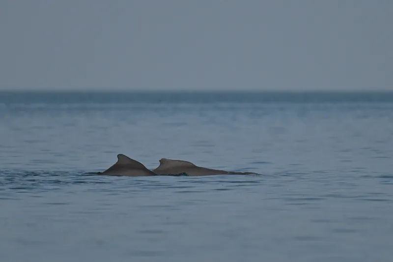 Atlantic Humpback Dolphin (Sousa teuszii)