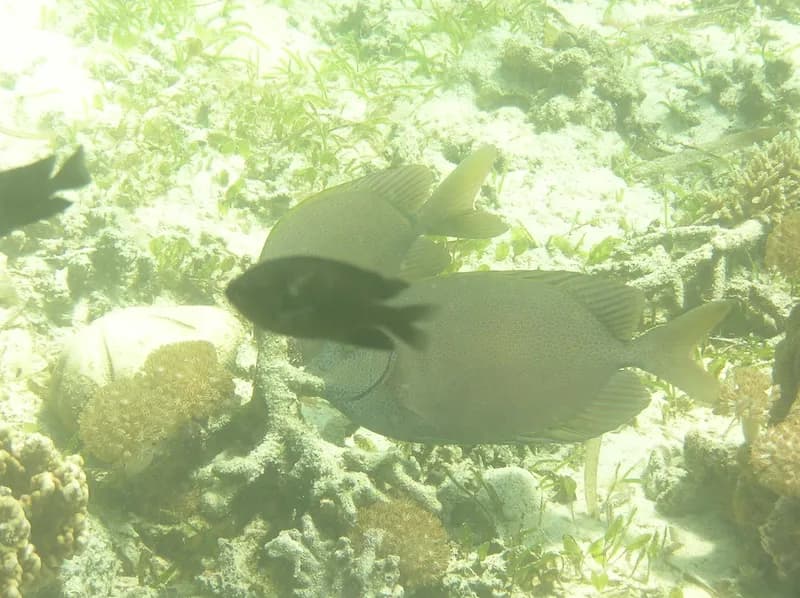 Gold-Spotted Rabbitfish (Siganus punctatus)