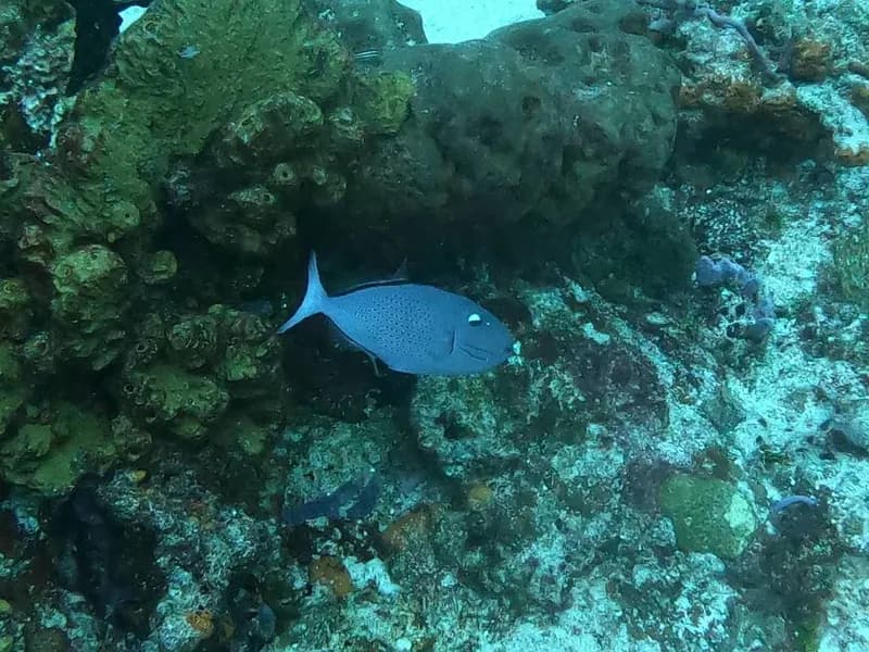 Sargassum Triggerfish (Xanthichthys ringens)