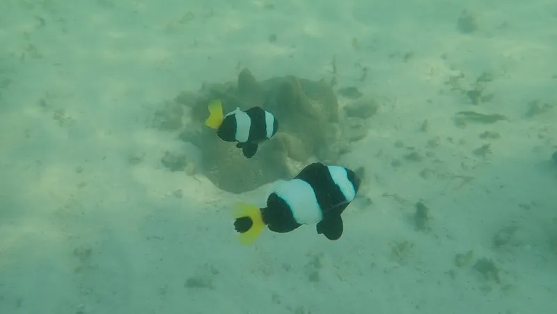 Clownfish (Amphiprion sebae)