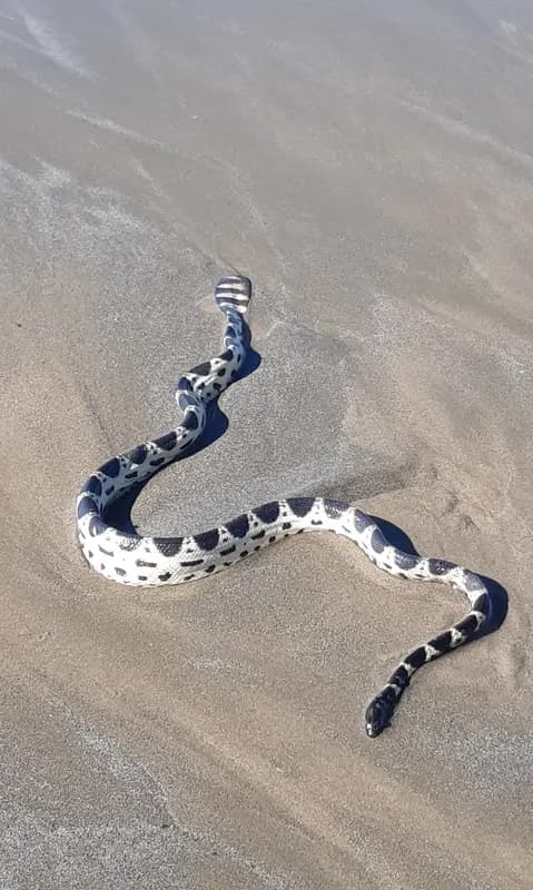 Hydrophis mcdowelli
