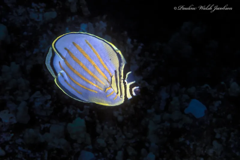 Clown Butterflyfish (Chaetodon ornatissimus)