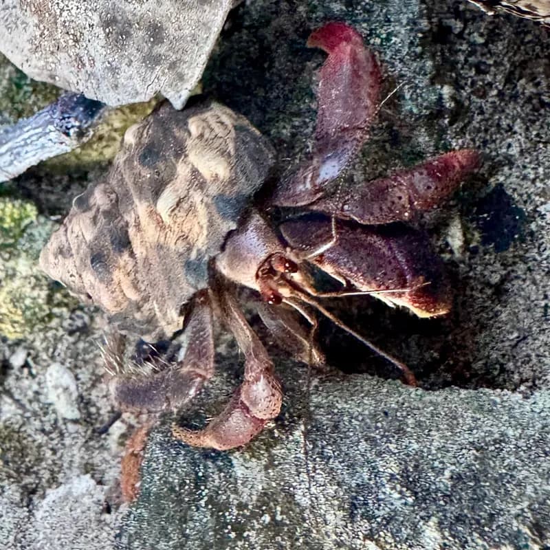 Caribbean Hermit Crab (Coenobita clypeatus)