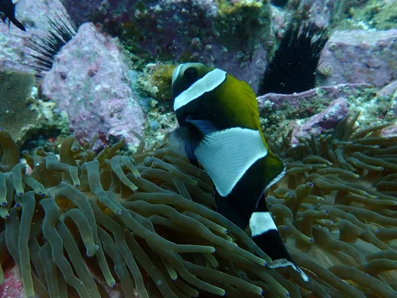 Clownfish (Amphiprion latezonatus)