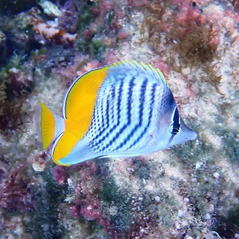 Atoll Butterflyfish (Chaetodon mertensii)