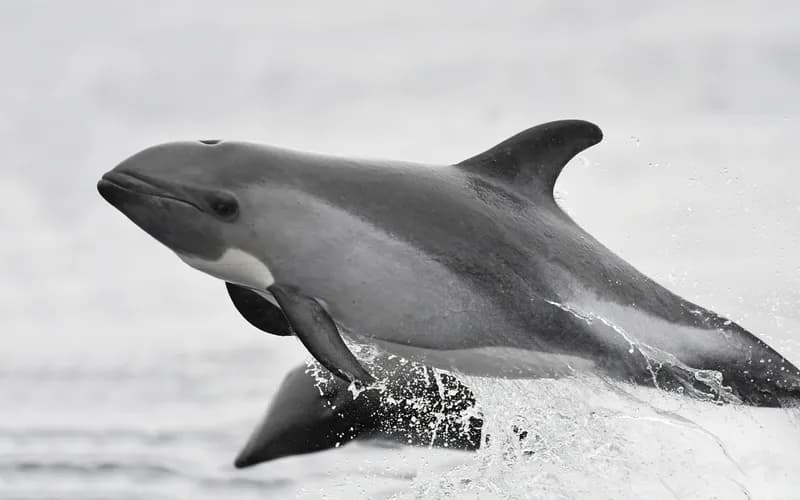 Peale's Dolphin (Sagmatias australis)