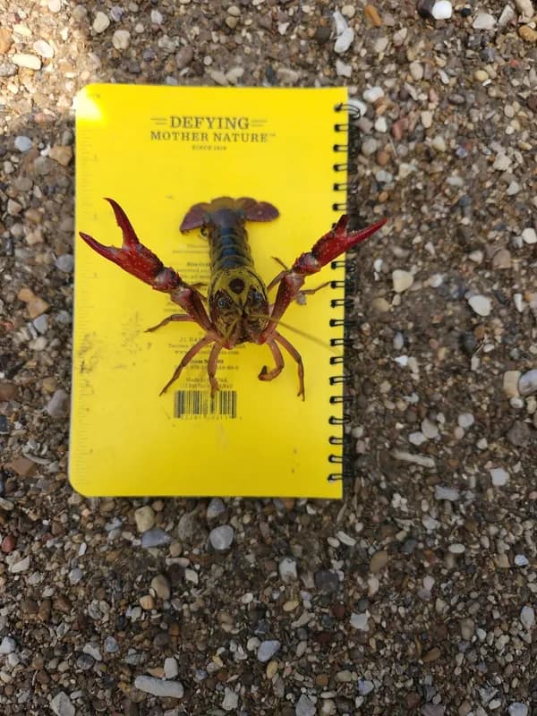 American Crayfish (Procambarus clarkii)