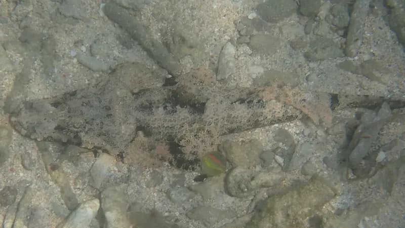 Cymbacephalus beauforti