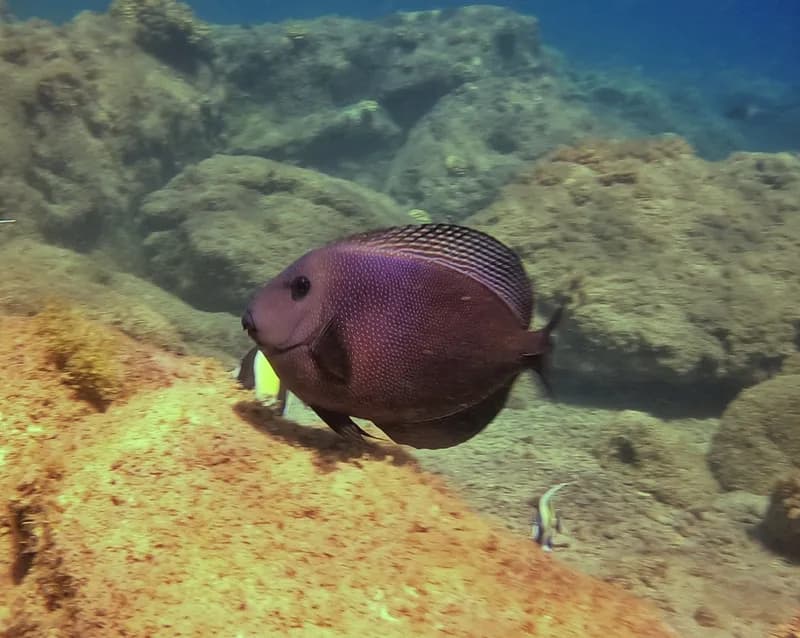 Blue-Spotted Bristletooth (Ctenochaetus marginatus)