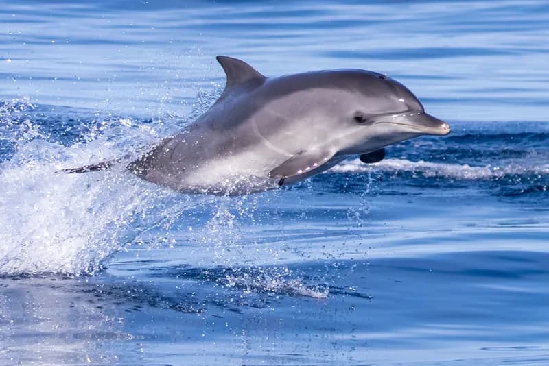 Atlantic Spotted Dolphin (Stenella frontalis)