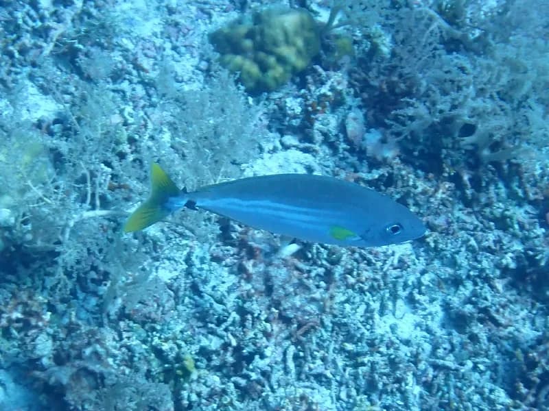 Unicornfish (Naso unicolor)