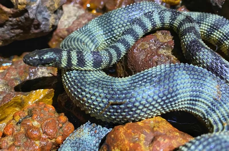 Rough-Scaled Sea Snake (Hydrophis donaldi)