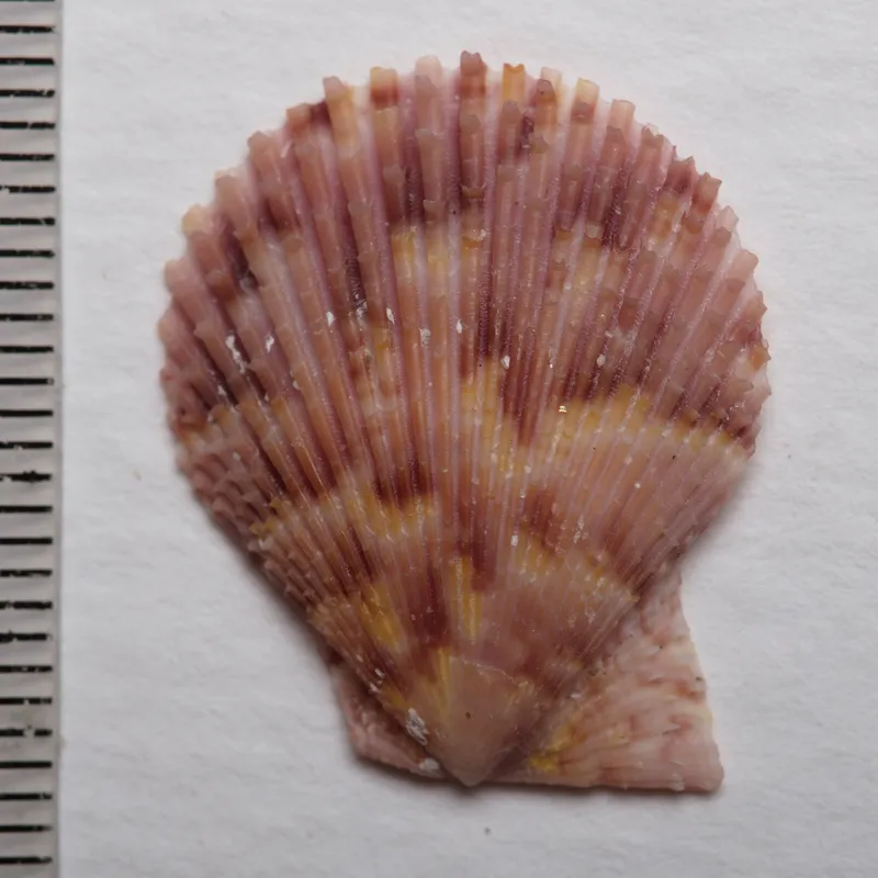 Variegated Scallop (Mimachlamys varia)