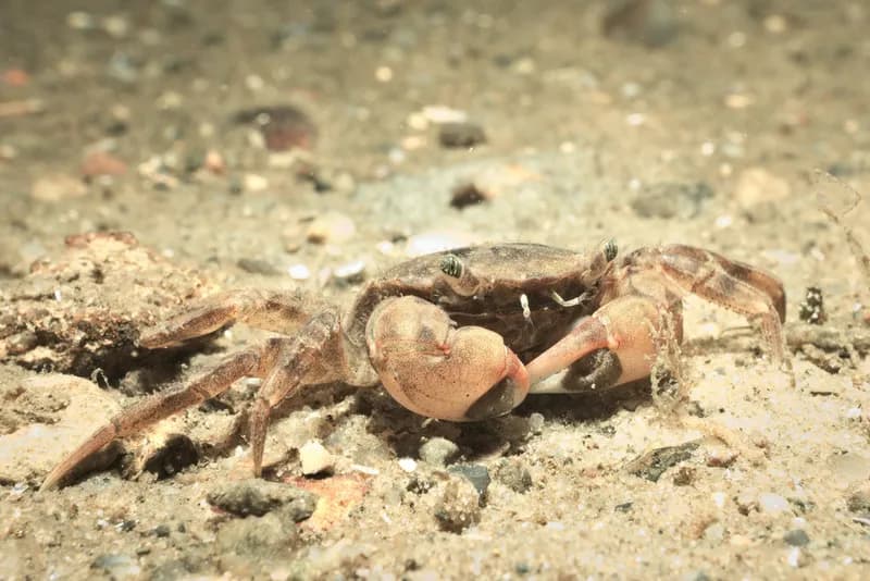 Asian Brush Crab (Hemigrapsus takanoi)