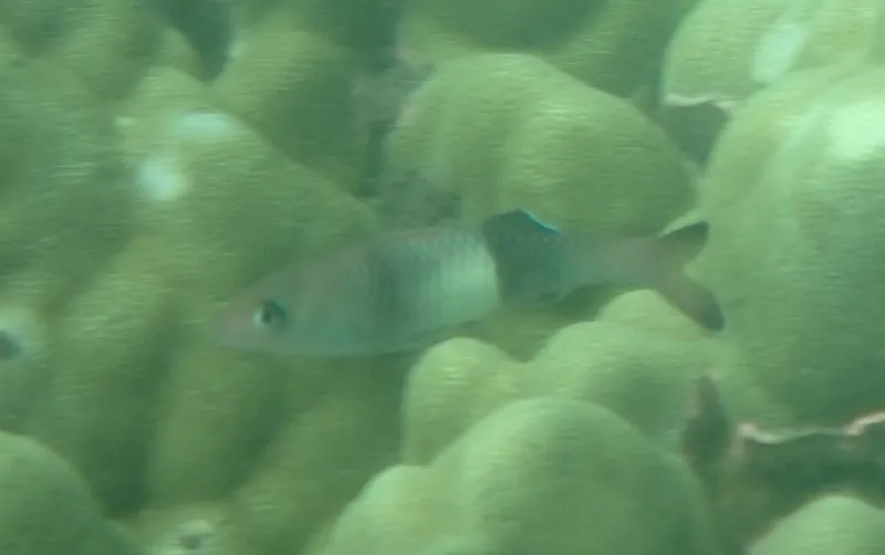 Parupeneus insularis