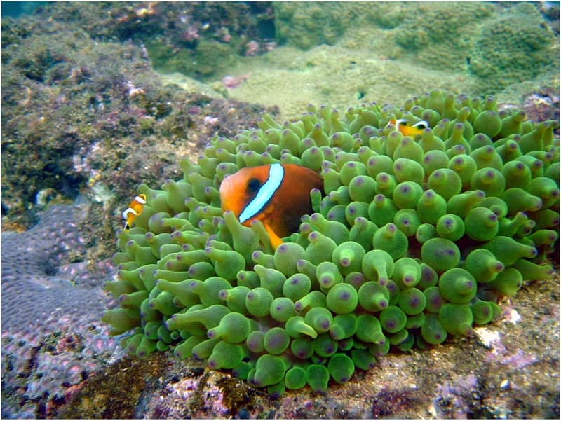 Clownfish (Amphiprion omanensis)
