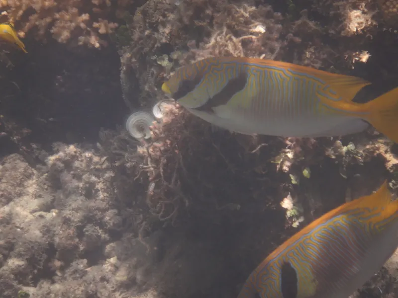 Barred Spinefoot (Siganus doliatus)