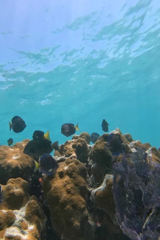 Doctorfish (Acanthurus chirurgus)