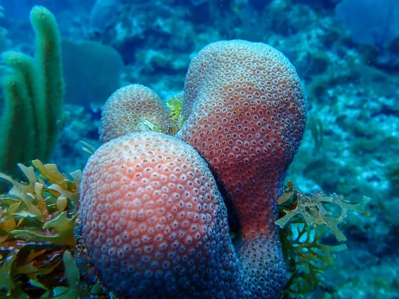 Caribbean Star Coral (Orbicella annularis)