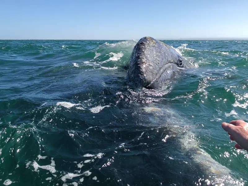 California Gray Whale (Eschrichtius robustus)