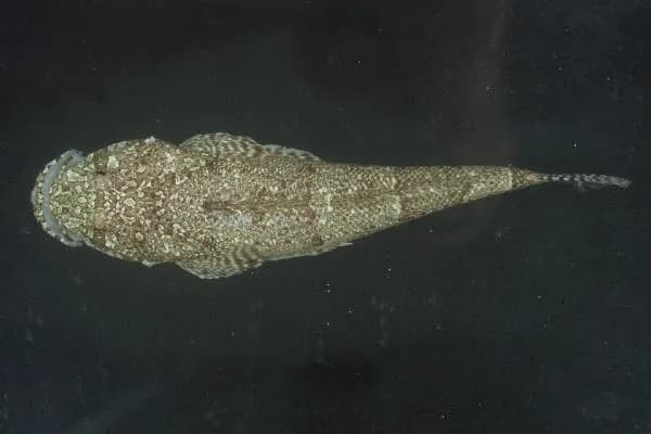 Sunagocia arenicola