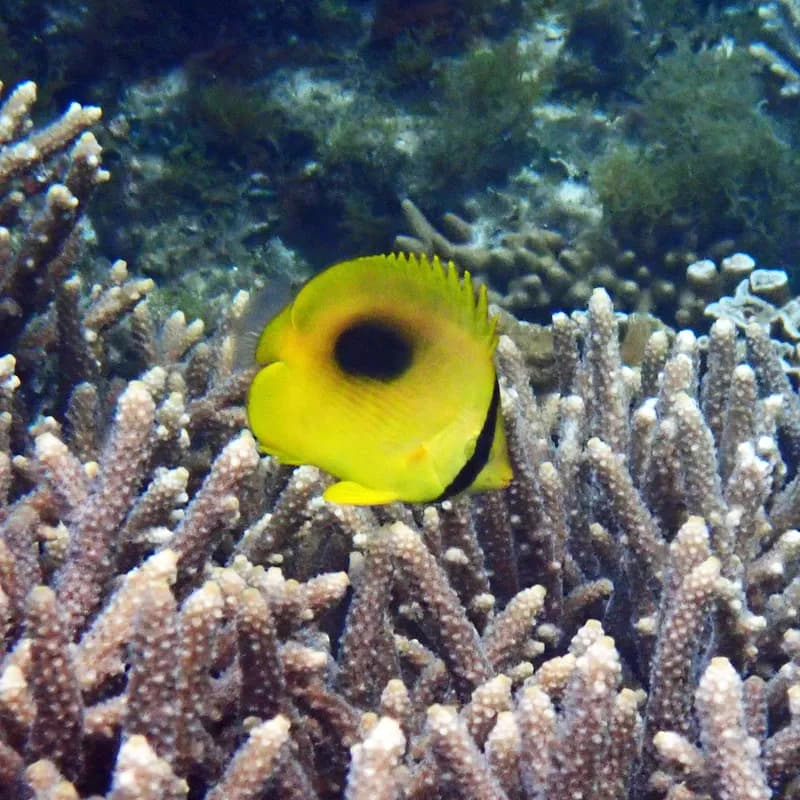 Mirror Butterflyfish (Chaetodon speculum)