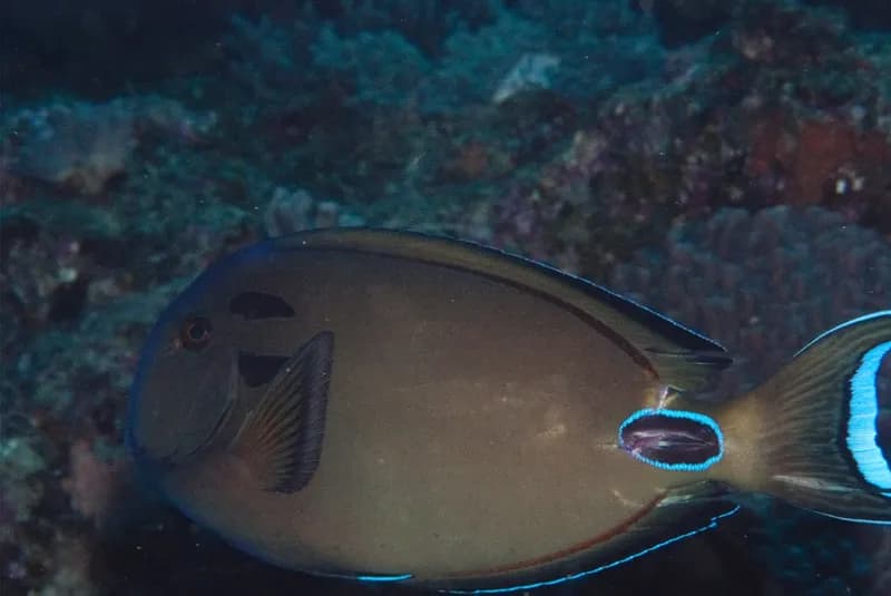 Doubleband Surgeonfish (Acanthurus tennentii)