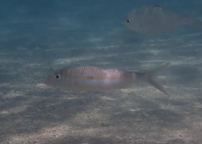 Mulloidichthys flavolineatus