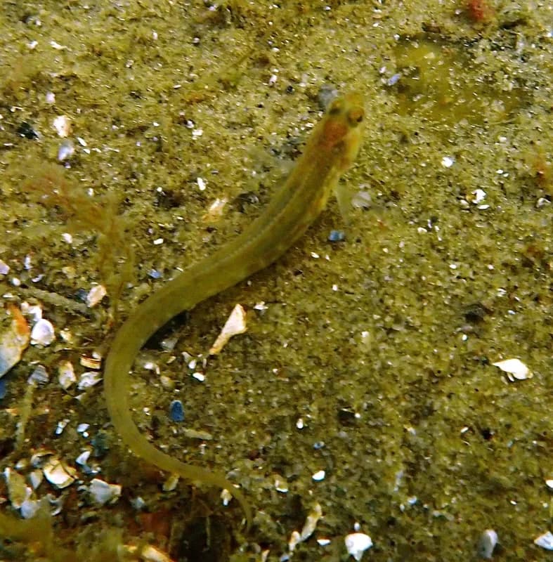 Eelpout (Zoarces viviparus)