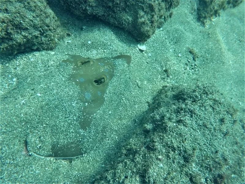 Speckled Guitarfish (Pseudobatos glaucostigma)