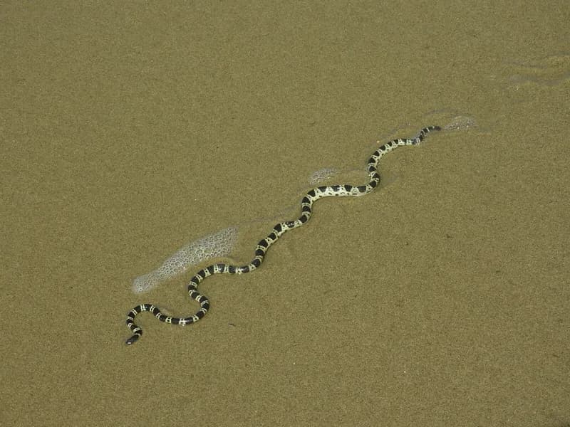 Bar-Bellied Seasnake (Hydrophis elegans)