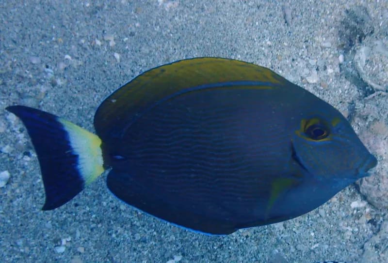 Eyestripe Surgeonfish (Acanthurus dussumieri)