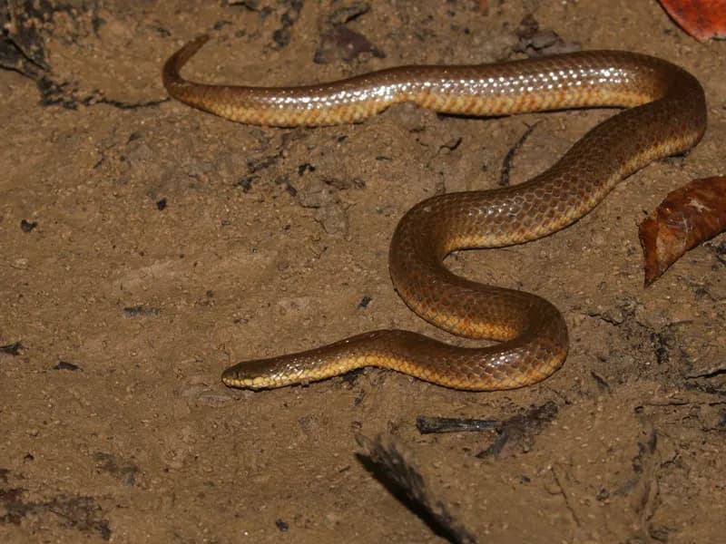 Gerarda prevostiana