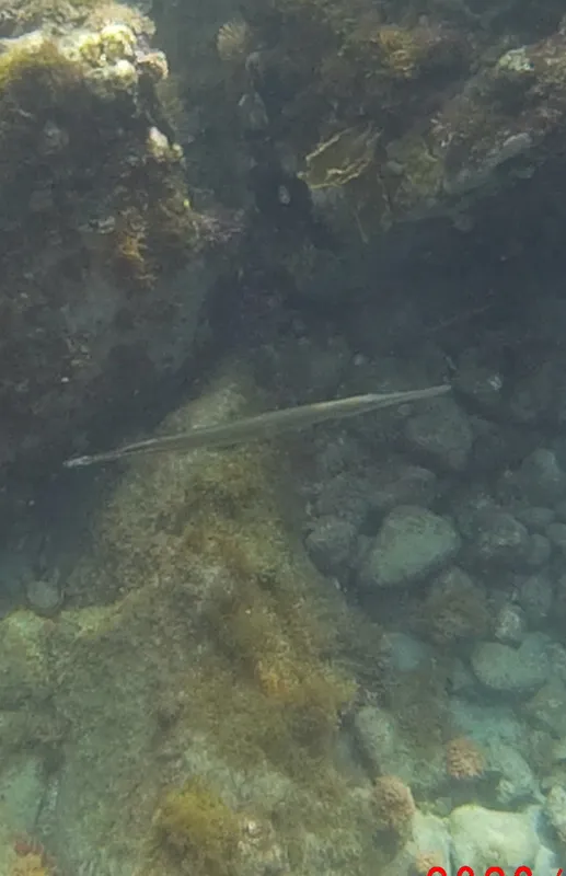 Atlantic Trumpetfish (Aulostomus maculatus)