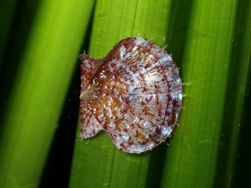 Flexopecten hyalinus