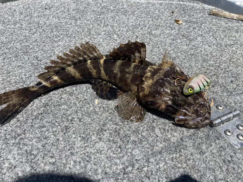 Cymbacephalus nematophthalmus