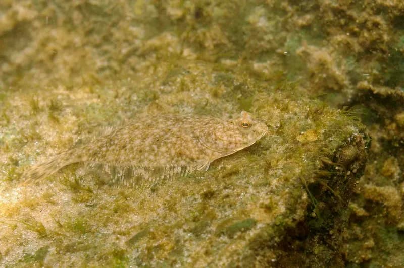 European Flounder (Platichthys flesus)