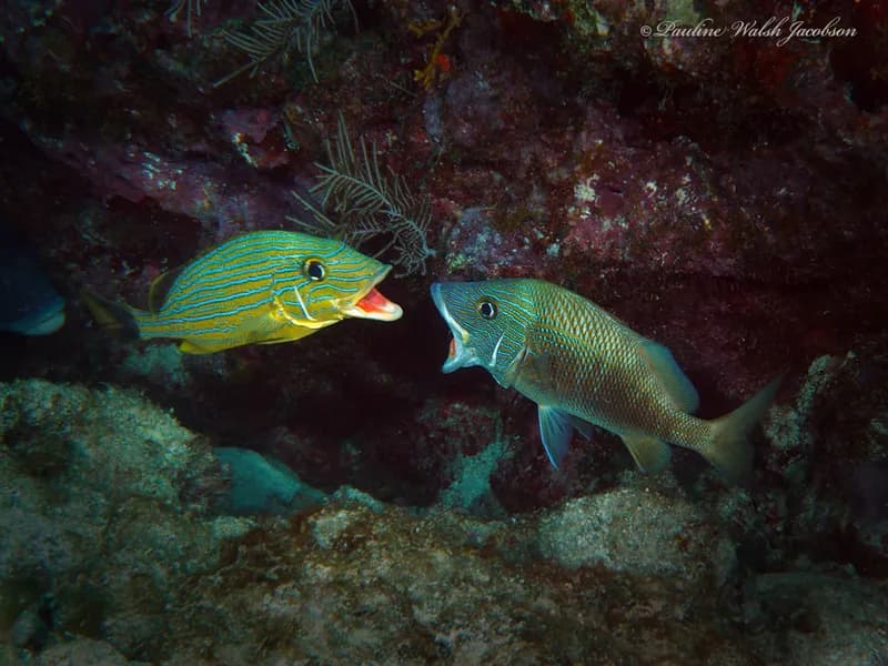 Haemulon plumierii