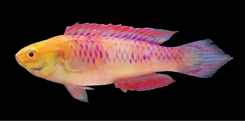 Vibranium Fairy Wrasse (Cirrhilabrus wakanda)
