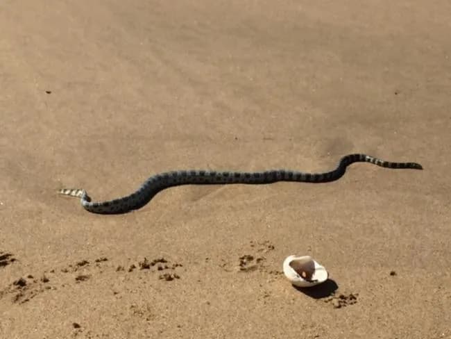 King's Seasnake (Hydrophis kingii)