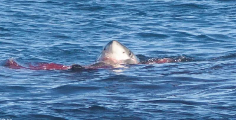 Anchovy-Eater (Carcharodon carcharias)