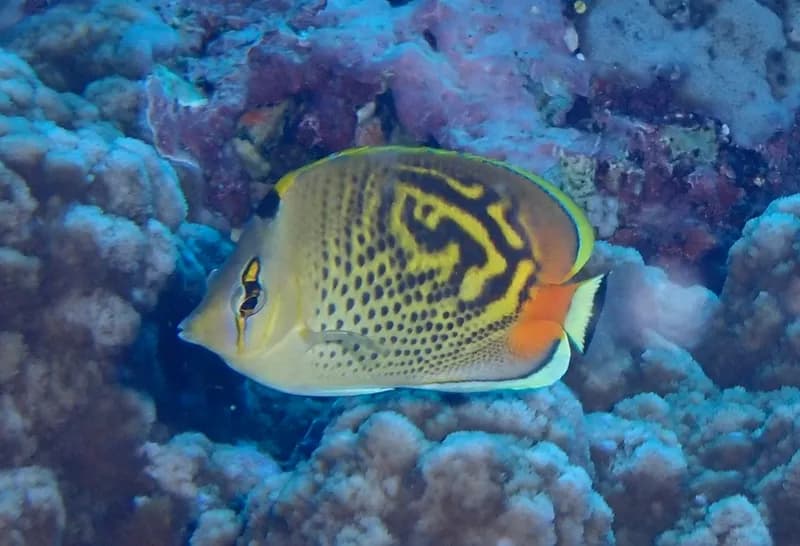 Dot and Dash Butterflyfish (Chaetodon punctatofasciatus)