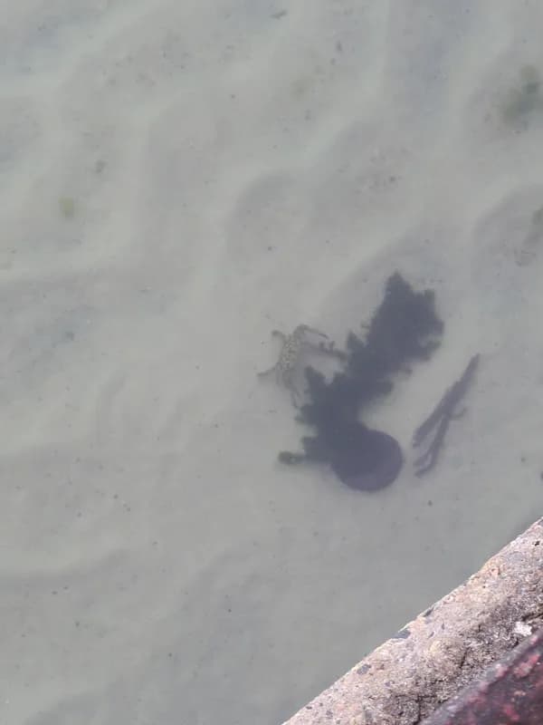 Callinectes marginatus