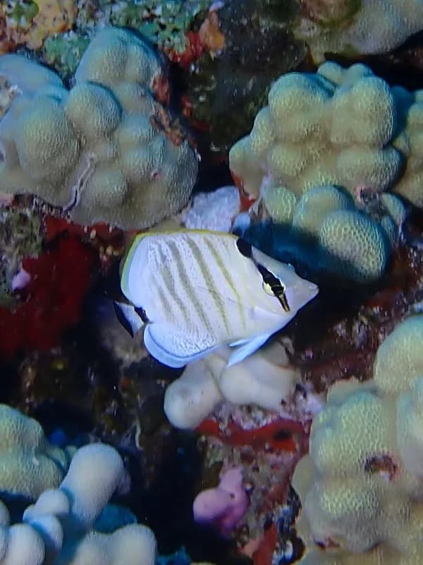 Multiband Butterflyfish (Chaetodon multicinctus)
