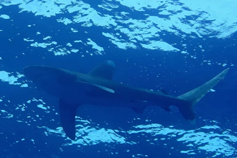 Oceanic Whitetip Shark (Carcharhinus longimanus)