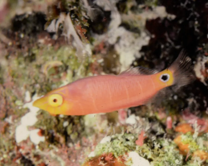 Magenta Wrasse (Pseudocheilinus ocellatus)
