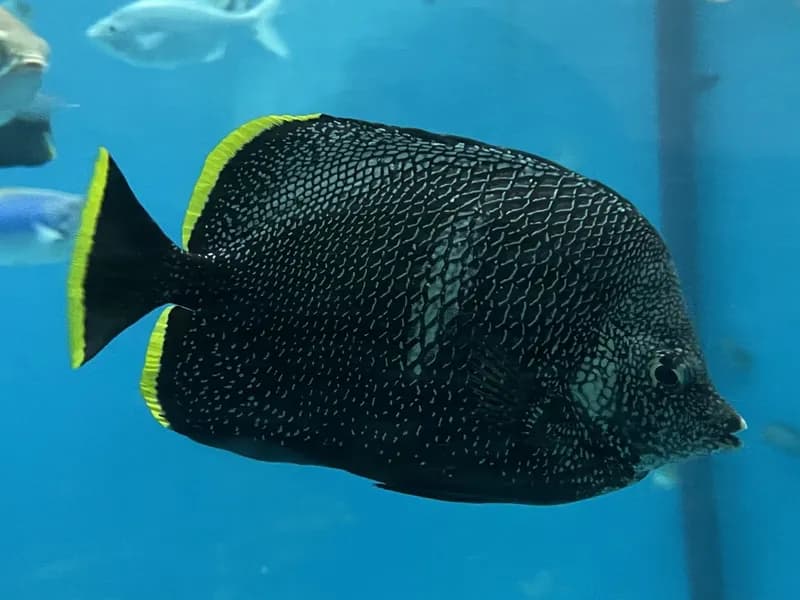 Wrought Iron Butterflyfish (Chaetodon daedalma)