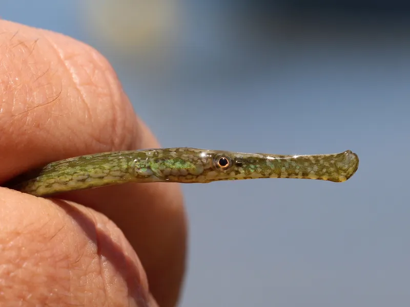 Broad-Nosed Pipefish (Syngnathus typhle)